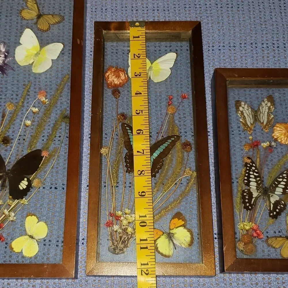 Stunning Butterfly & Dried Flowers Mounted In Shadow Box Framed Wall Art